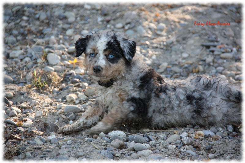 Mini Australian Shepherd Welpen beim Spielen