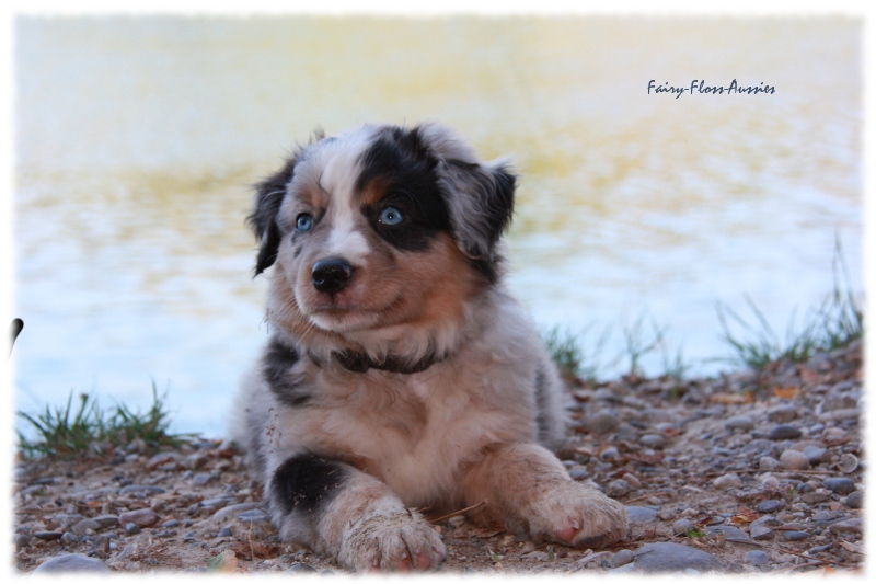 Mini Australian Shepherd Welpen beim Spielen