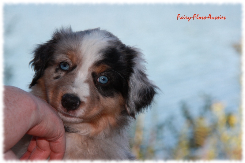 Mini Australian Shepherd Welpen beim Spielen