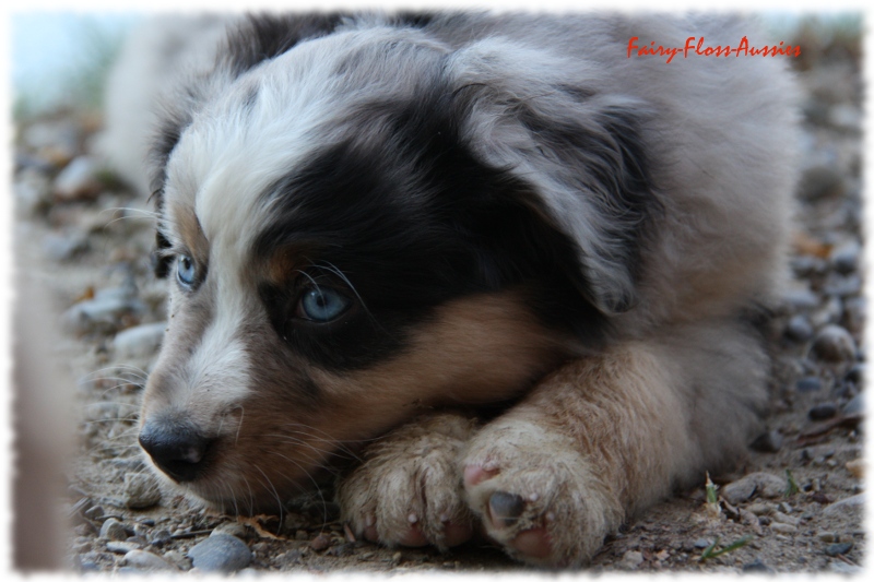 Mini Australian Shepherd Welpen beim Spielen