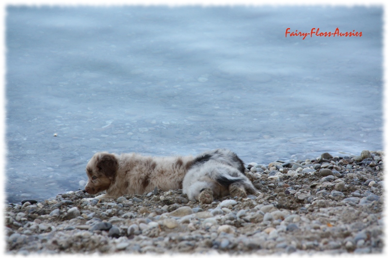 Mini Australian Shepherd Welpen beim Spielen