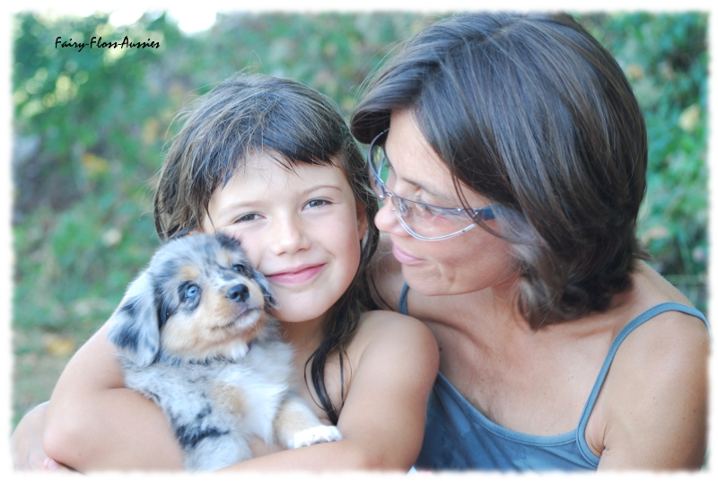 Mini Australian Shepherd Welpen beim Spielen