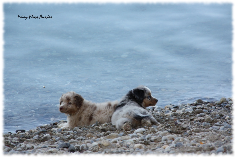 Mini Australian Shepherd Welpen beim Spielen