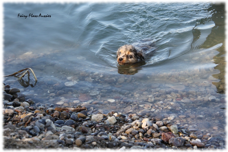 Mini Australian Shepherd Welpen beim Spielen