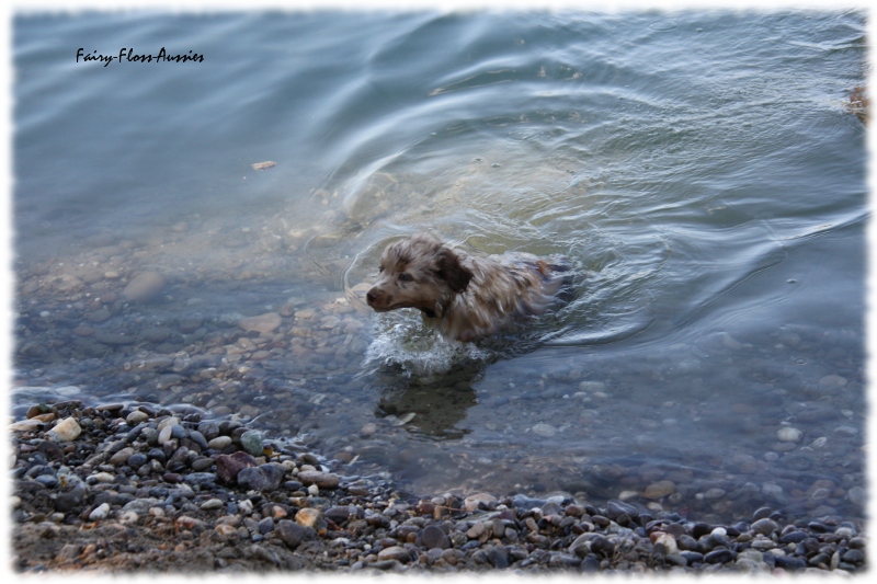 Mini Australian Shepherd Welpen beim Spielen