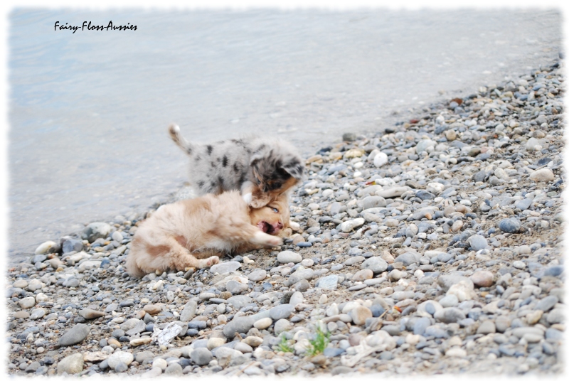 Mini Australian Shepherd Welpen beim Spielen