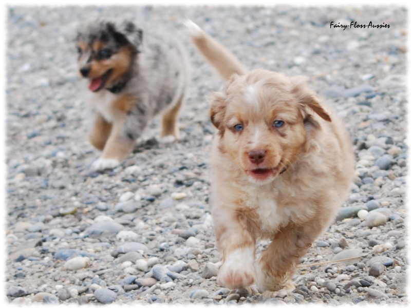 Mini Aussie Rüde