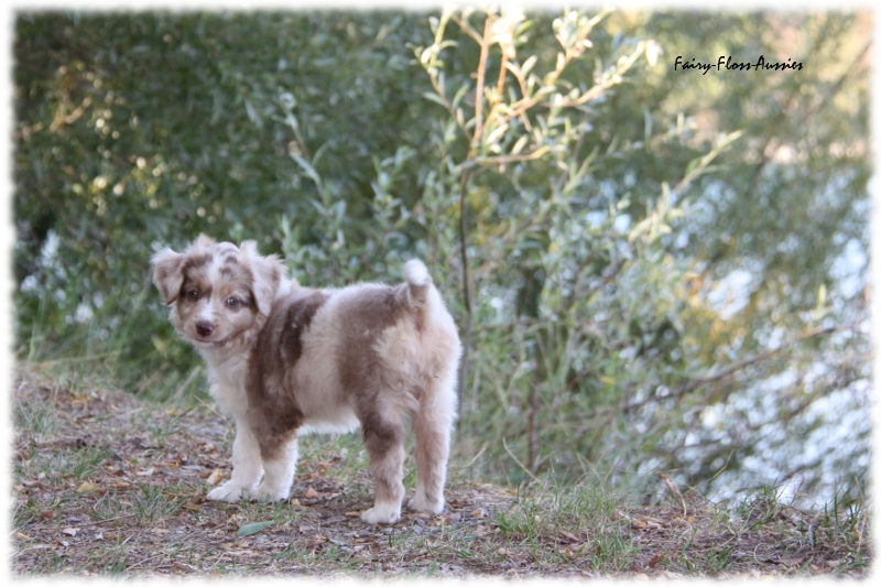 Mini Australian Shepherd Welpen beim Spielen