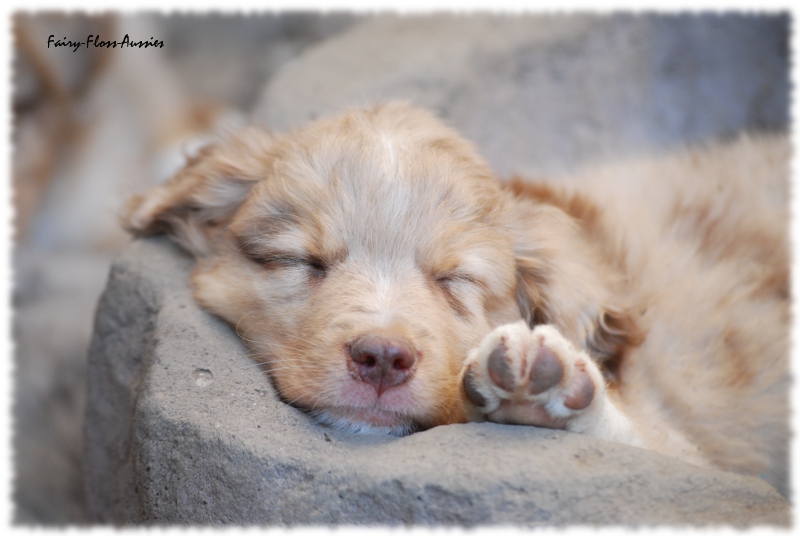 Mini Australian Shepherd Welpen beim Spielen