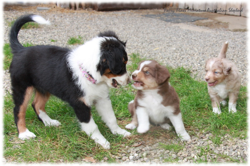 Mini Australian Shepherd Welpen beim Spielen