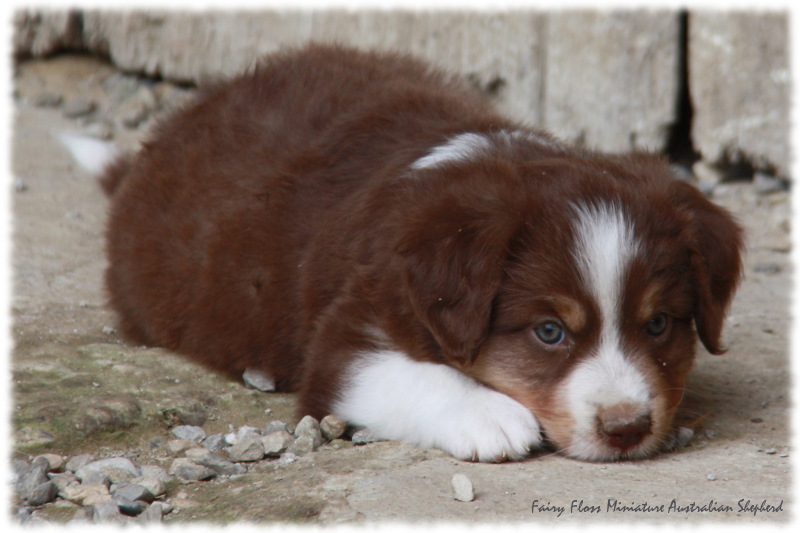 Mini Australian Shepherd Welpen beim Spielen