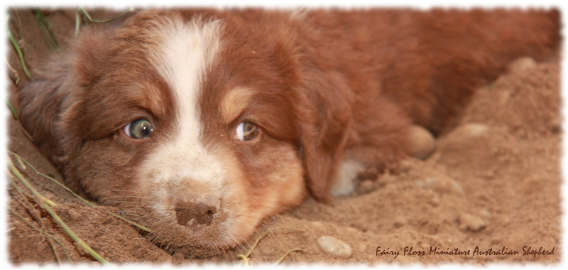 Mini Australian Shepherd Welpen beim Spielen