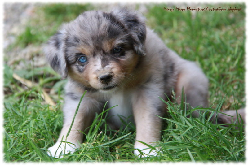 Mini Australian Shepherd Welpen beim Spielen