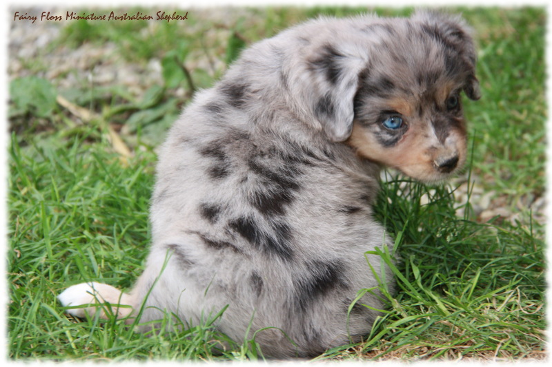 Mini Australian Shepherd Welpen beim Spielen