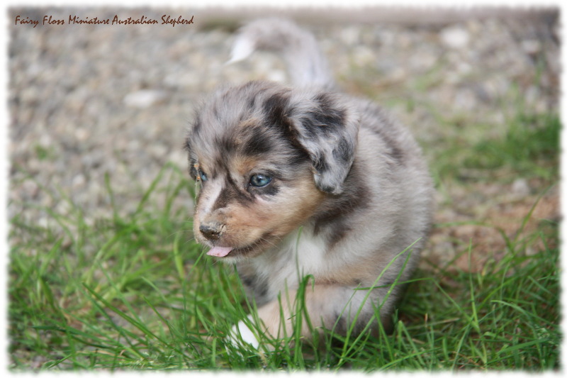 Mini Australian Shepherd Welpen beim Spielen