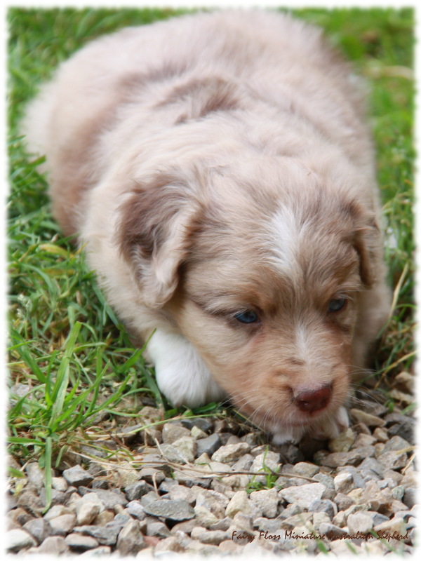 Mini Australian Shepherd Welpen beim Spielen