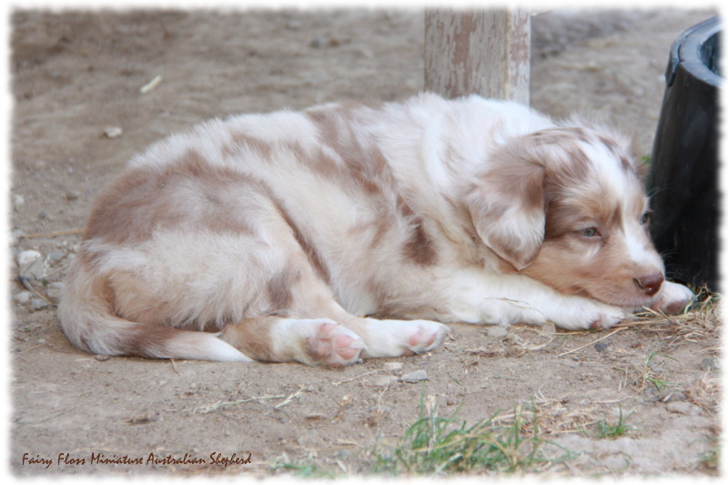 Mini Australian Shepherd Welpen beim Spielen