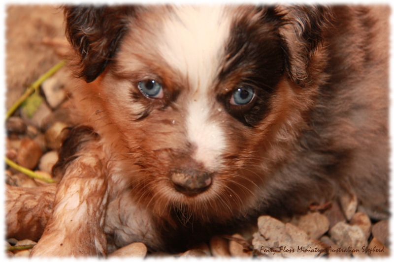 Mini Australian Shepherd Welpen beim Spielen