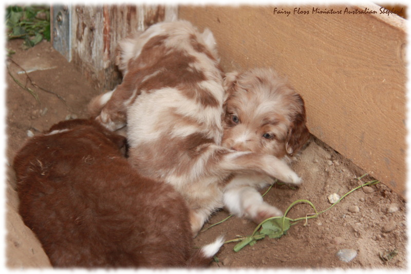 Mini Australian Shepherd Welpen beim Spielen