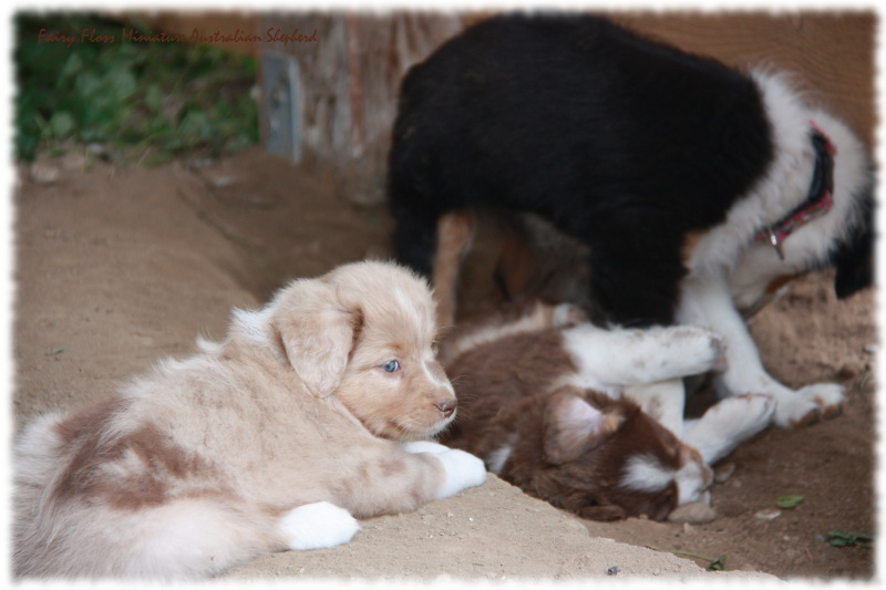 Mini Australian Shepherd Welpen beim Spielen