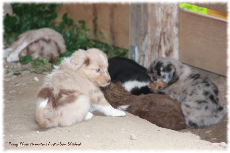 Mini Australian Shepherd Welpen beim Spielen