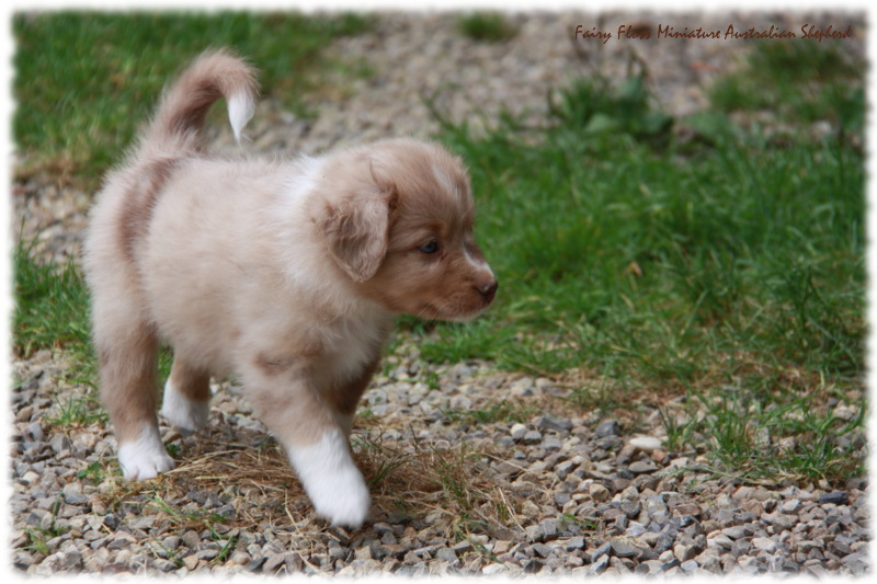 Mini Australian Shepherd Welpen beim Spielen