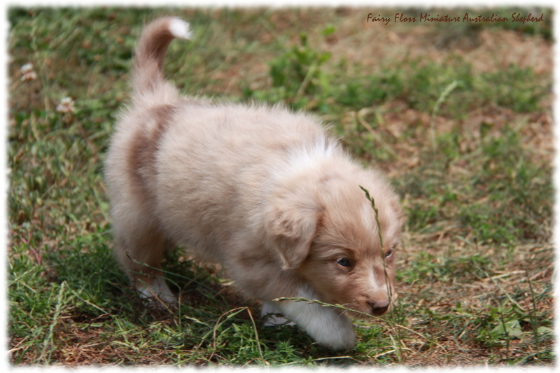 Mini Australian Shepherd Welpen beim Spielen