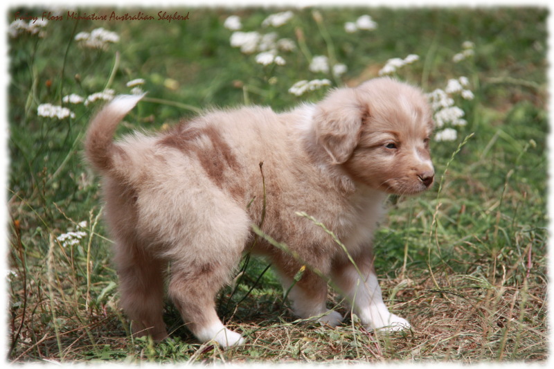 Mini Australian Shepherd Welpen beim Spielen