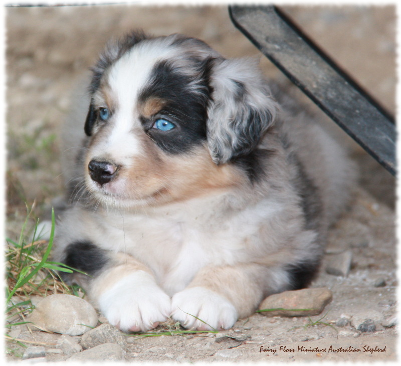 Mini Australian Shepherd Welpen beim Spielen