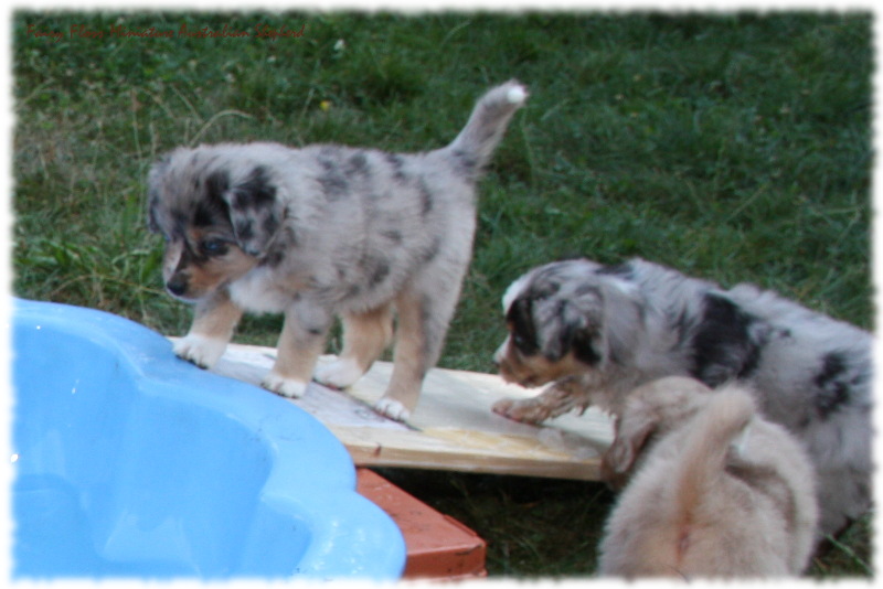 Mini Australian Shepherd Welpen beim Spielen