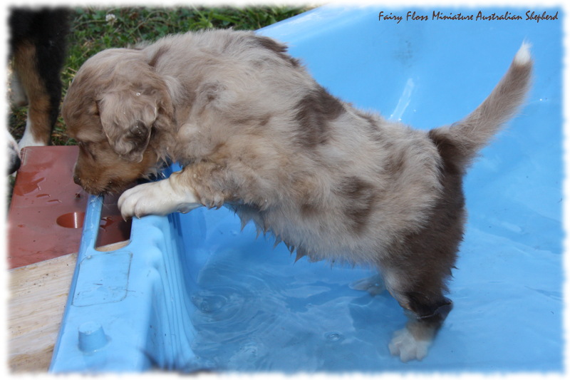 Mini Australian Shepherd Welpen beim Spielen