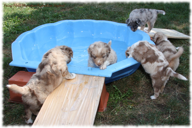 Mini Australian Shepherd Welpen beim Spielen