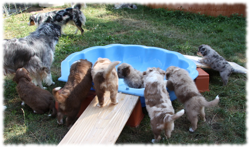 Mini Australian Shepherd Welpen beim Spielen