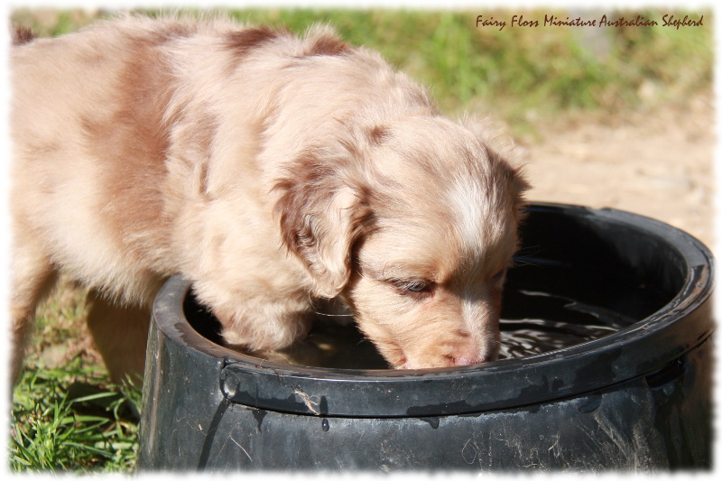 Mini Australian Shepherd Welpen beim Spielen