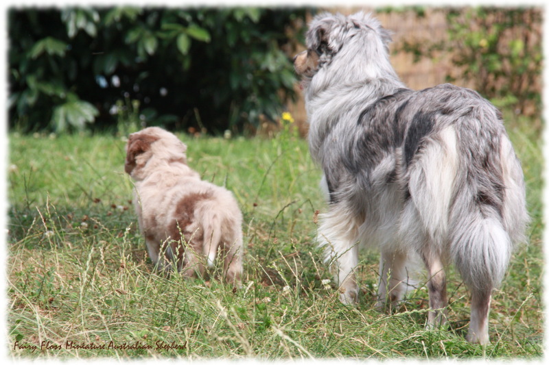 Mini Australian Shepherd Welpen beim Spielen