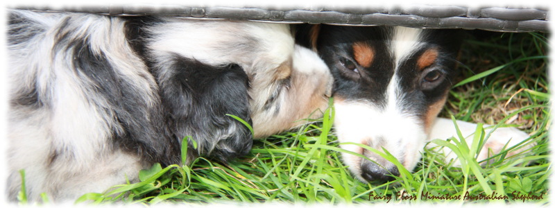 Mini Australian Shepherd Welpen beim Spielen