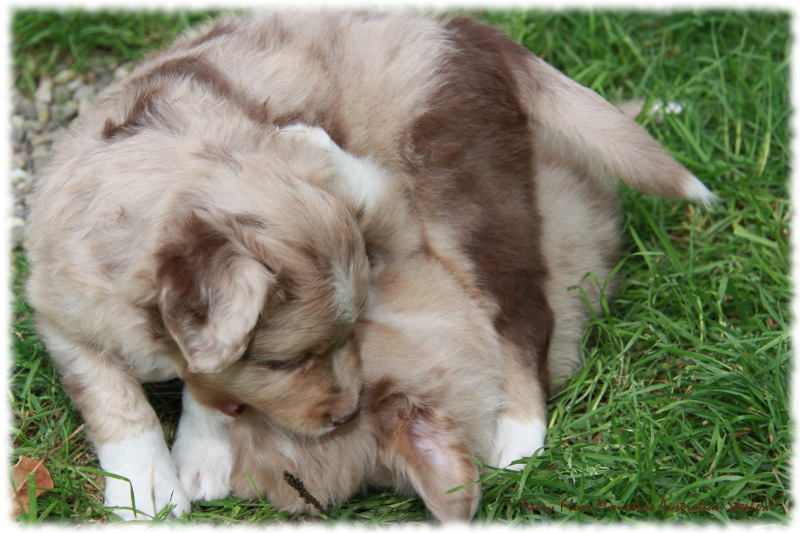 Mini Australian Shepherd Welpen beim Spielen