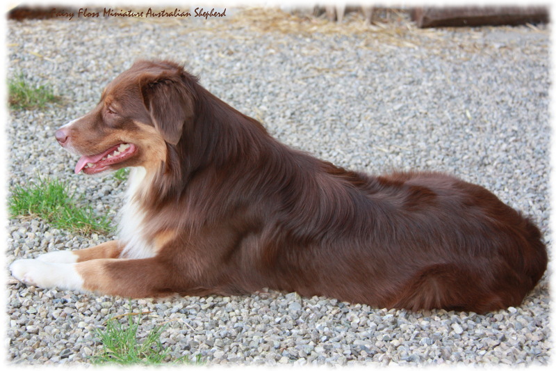 Mini Australian Shepherd Welpen beim Spielen