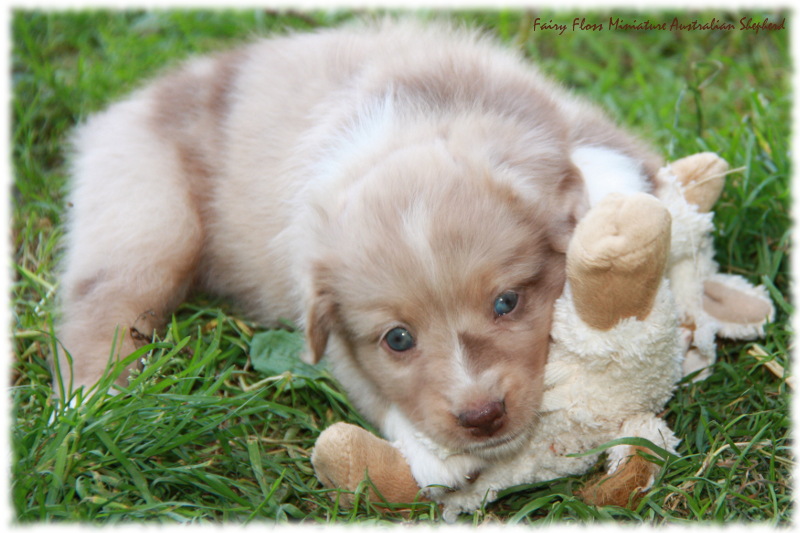 Mini Australian Shepherd Welpen beim Spielen