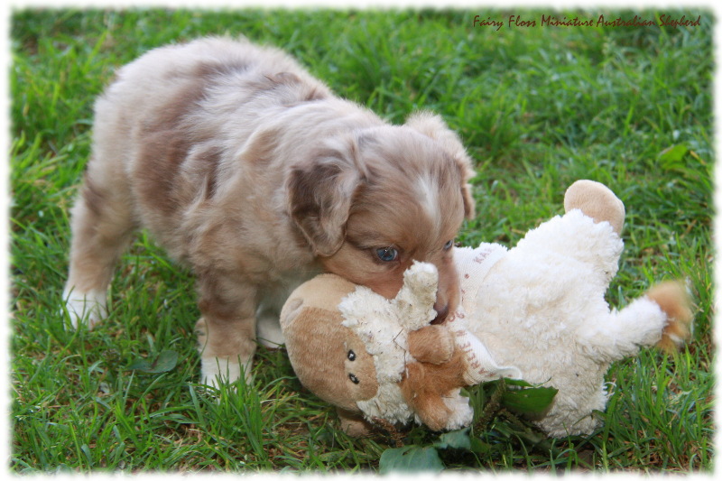 Mini Australian Shepherd Welpen beim Spielen