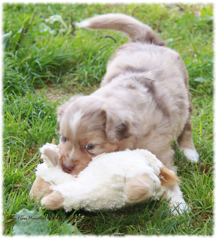 Mini Australian Shepherd Welpen beim Spielen