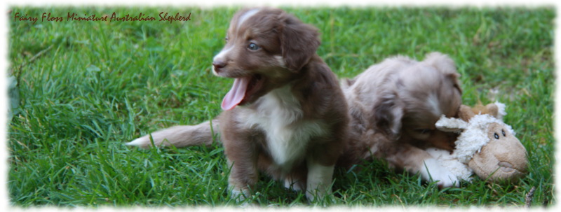 Mini Australian Shepherd Welpen beim Spielen