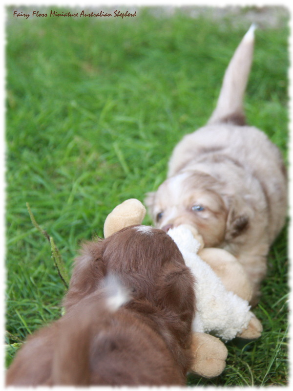 Mini Australian Shepherd Welpen beim Spielen