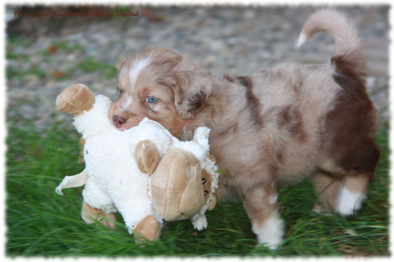 Mini Australian Shepherd Welpen beim Spielen