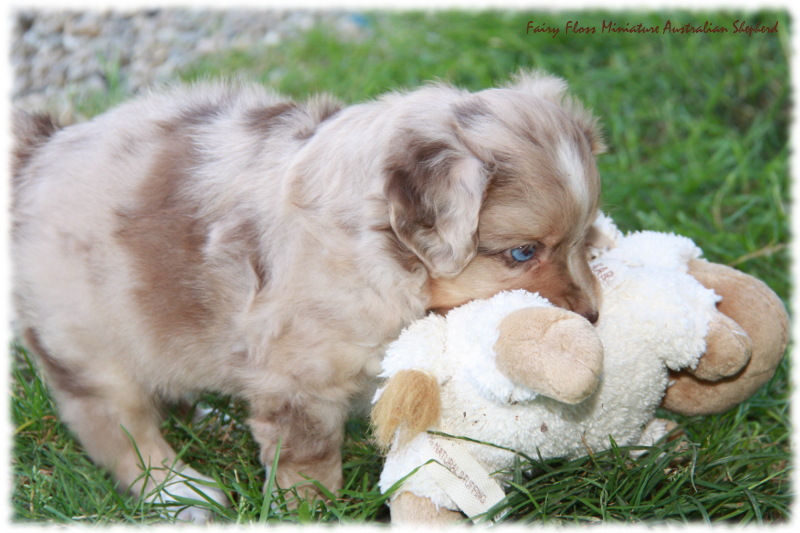 Mini Australian Shepherd Welpen beim Spielen