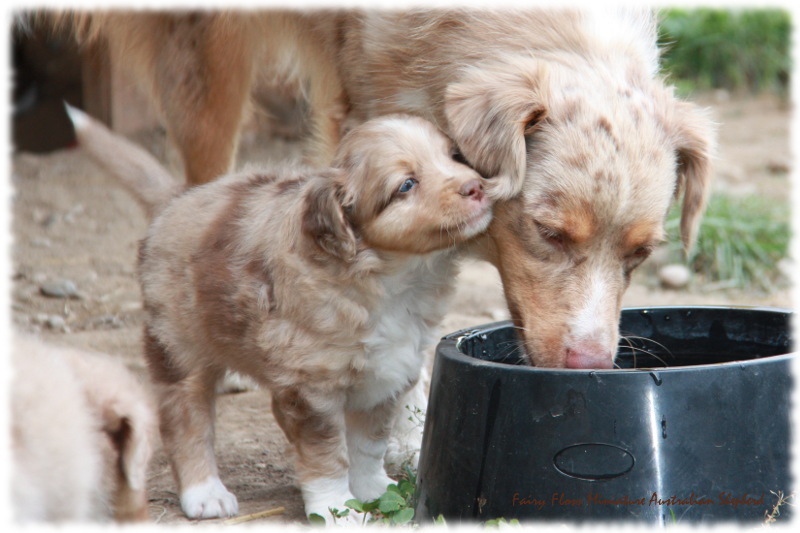 Mini Australian Shepherd Welpen beim Spielen