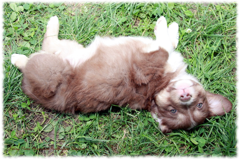 Mini Australian Shepherd Welpen beim Spielen