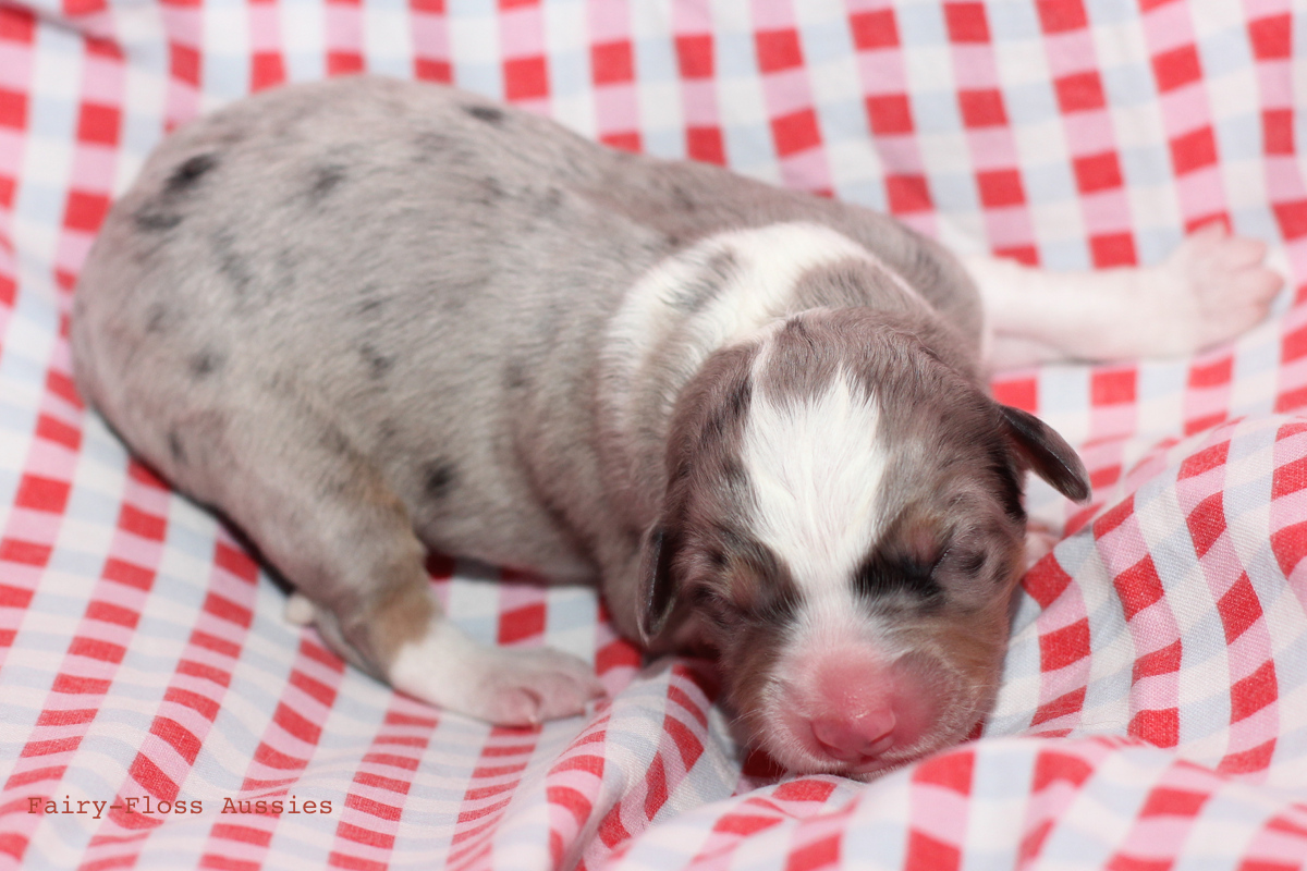 CH Energie's From Zero To Hero - Mini Aussie Blue Merle Deckrüde