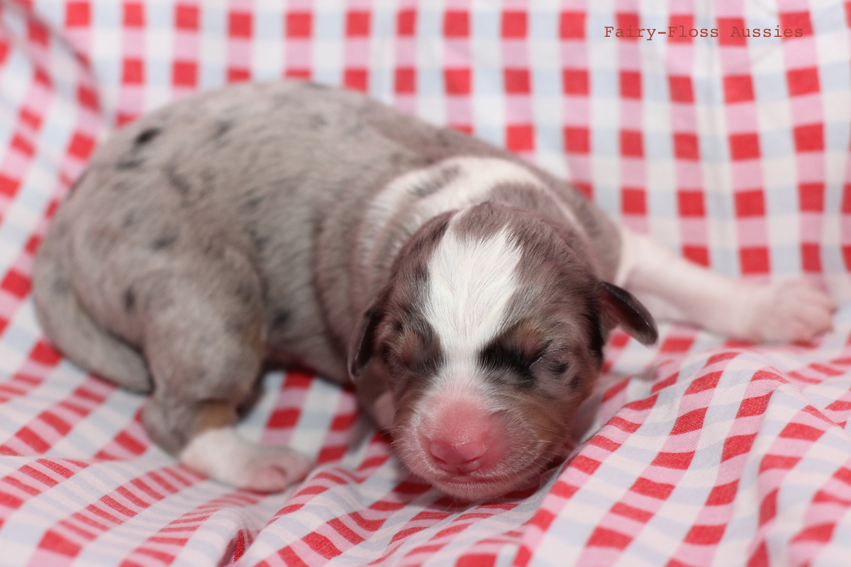 CH Energie's From Zero To Hero - Mini Aussie Blue Merle Deckrüde