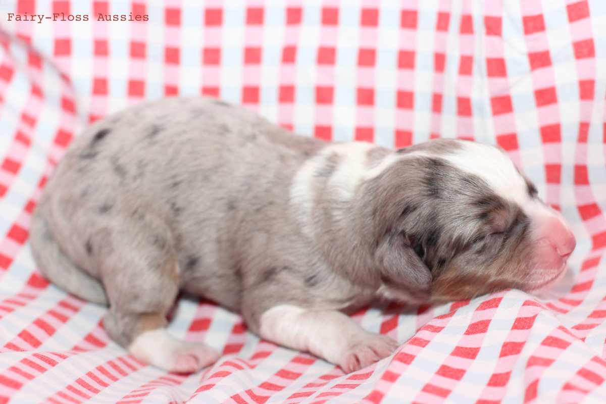 CH Energie's From Zero To Hero - Mini Aussie Blue Merle Deckrüde